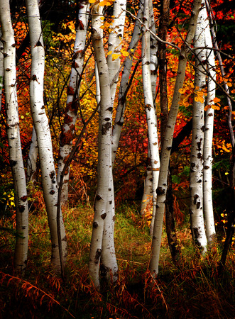 Jednake šanse za sve