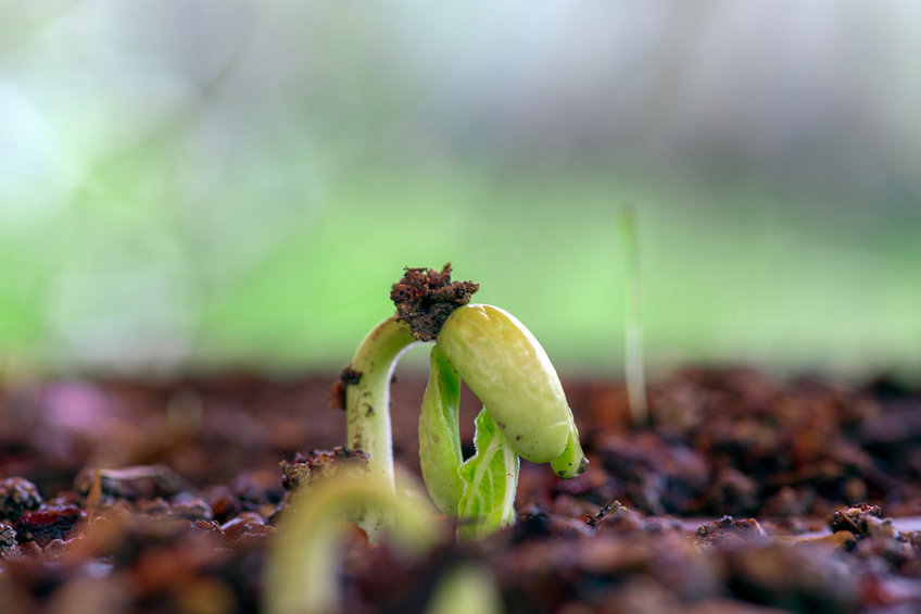 KONCEPT NEČINJENJA: „Nije li Shun učinio ništa, a opet je dobro vladao?“